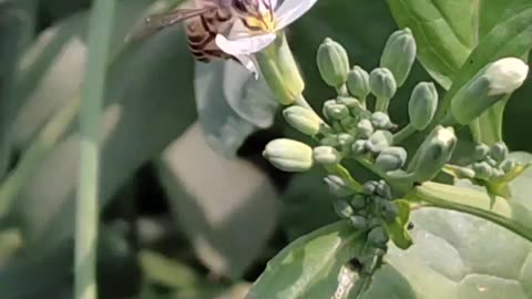 Bee