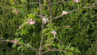 Apple Blossoms-2020