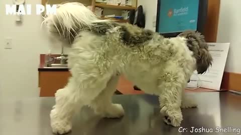 funny dogs reaction to veterinary