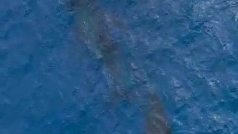 Whale's into the river with music of titanic song