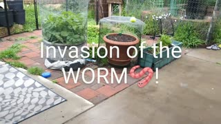 INVASION OF WORMS