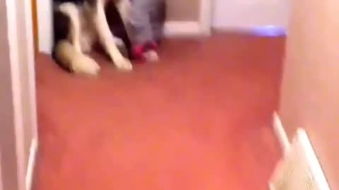 Baby Scared of Vaccum Runs to Dog for Protection