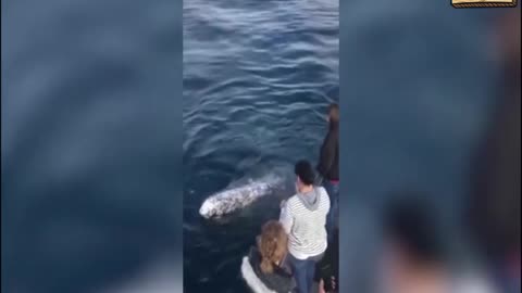Tourists greeted unusually by a whale