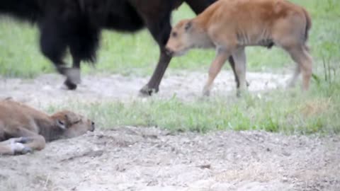 Bison calves | Bison baby