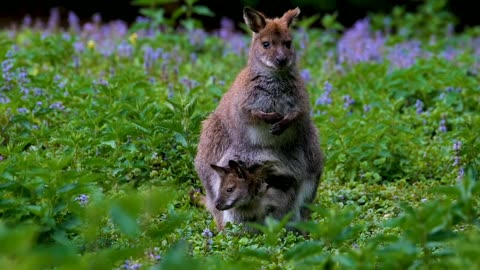 KANGAROO !! THE WORLDS LARGEST HOPPING ANIMAL IS KANGAROO !!! NATIONAL GEOGRAPHIC !!!!