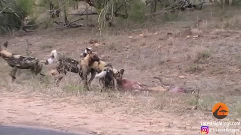 Wild Dogs v Impala Impala Fights Back as Guts Fall Out