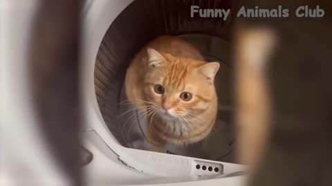 cats videos funny animals for rumble