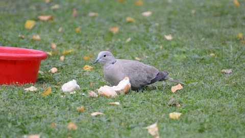 Dove - Behavior of animals