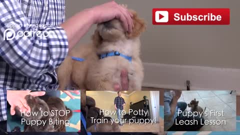 How to train your puppy