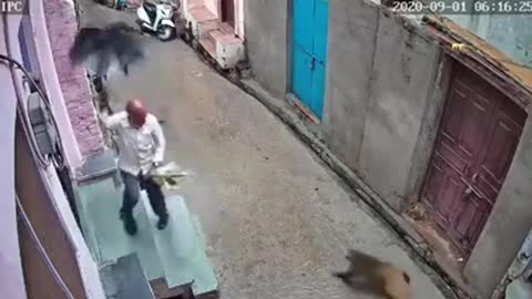 Monkey attacks an old Man