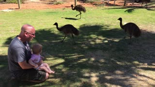 Dad and Daughter Visited by Emu Family