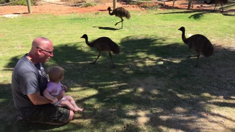 Dad and Daughter Visited by Emu Family