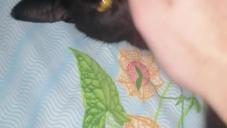 OMG!!! My cat eat me! 🙀