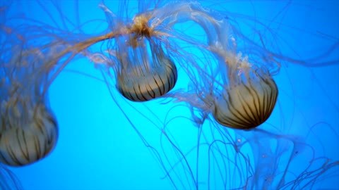 Immortal jellyfishes