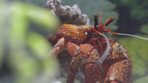 White Spotted Hermit Crab