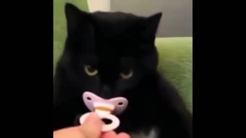 Cat sucks on pacifier just like a little baby