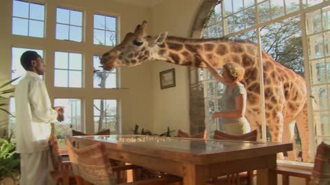 Giraffes stick their heads into the windows of an old mansion in Africa