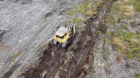 D6 Caterpillars Shearing and Bedding Timberland