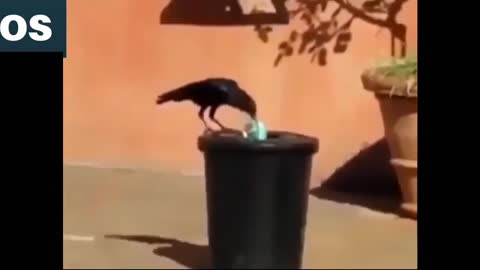 Crow cleaning