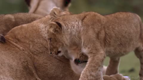 Lion cub playing with lioness