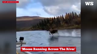 Moose running across the river