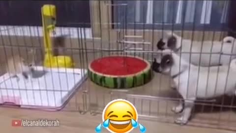 Par de Perritos Retando a un Pequeño Gatito