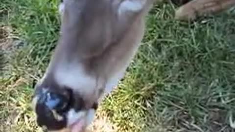 My daughter Hannah feeding peanut butter to a local doe.