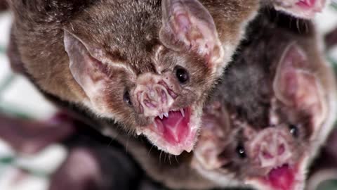 Explainer: Bats and the origin of outbreaks