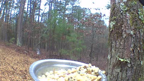 Pine Warbler singing