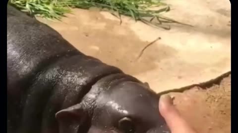 Baby hippos are so cute 😍