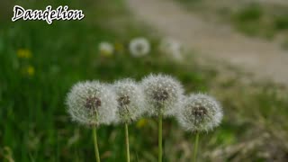 Dandelion || Weeds || Wildflower || Home Remedy || Music