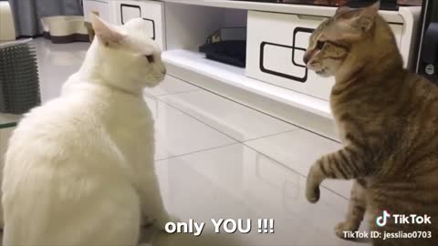 THAT'S CRAZY!! These CATS Can SPEAK english, you must see them!