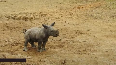 Funny baby Rhino