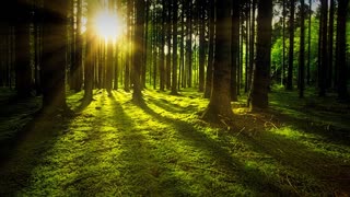 RELAXING MUSIC WITH FOREST SOUNDS