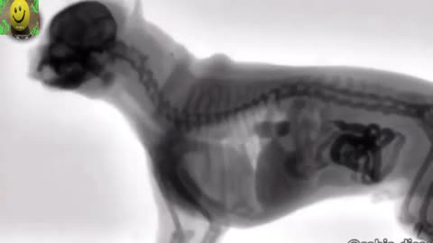 Dog eating in an x-ray machine