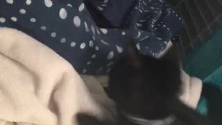 Cats wants bed all for himself