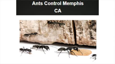 OCP Bed Bug Exterminator in Memphis TN