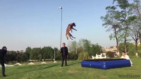 Belgian Shepherd Dog Training: The Best Malinois Dog Jumping and Climbing walls and trees video 2021