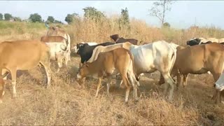 Cow Videos - Kids Cow Video With Mooing Sound Without Music - Kids Cow Videos for Kids & Parents
