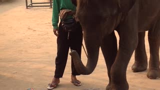 Elephant massage in Thailand