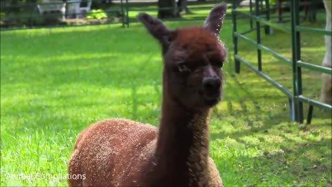 Funny baby alpacas- cutest compilation