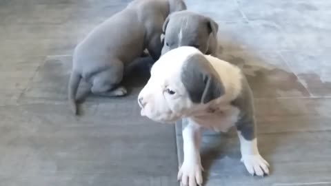 Cachorros de pitbull blue 17 días de nacidos