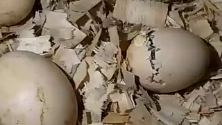 Watch this little chick breaking out of the shell!