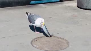 Seagull Swallows entire fish