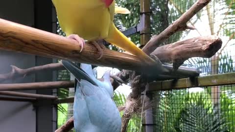 Perroquets dans leurs cages