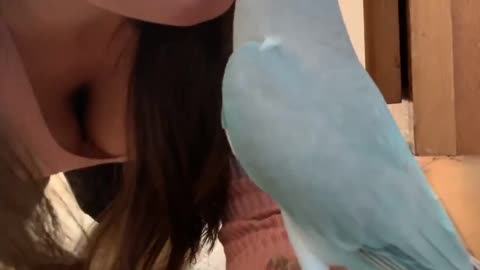 Parrot Plays Adorably with Mom
