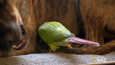 One Brave Bird | Unlikely Animal Friends