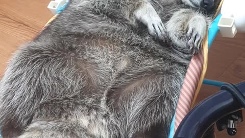 Raccoon lies in the baby reclined cradle, washing his face, and getting ready to sleep.