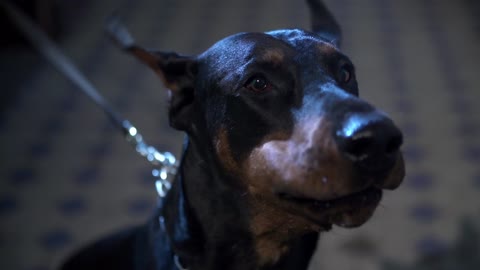 Scary Dobermann Barking in Slow Motion