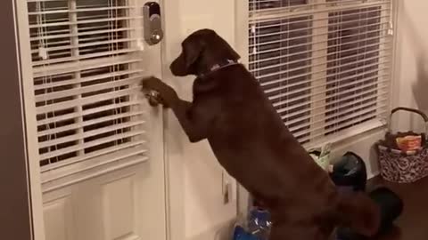 Smart dog opens the door